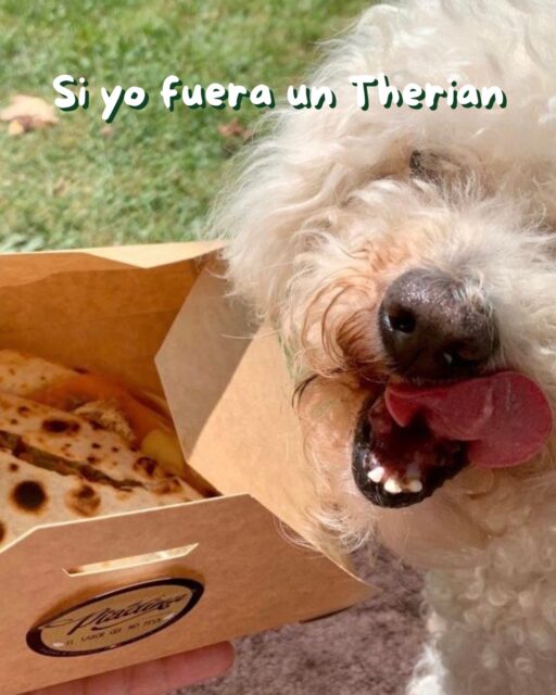 ¿Cuál serías tú? 🐶🌮